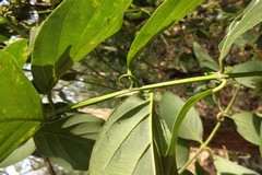 Uncaria sessilifructus